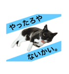 metsukiwaruineko（個別スタンプ：5）