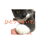 metsukiwaruineko（個別スタンプ：7）