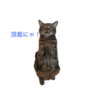 みかんの舞（個別スタンプ：1）