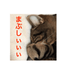 みかんの舞（個別スタンプ：8）