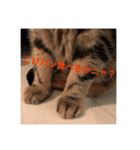 みかんの舞（個別スタンプ：11）