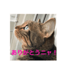みかんの舞（個別スタンプ：13）