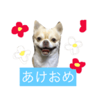 バニさんスタンプ（個別スタンプ：6）