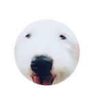 癒しの犬。（個別スタンプ：1）