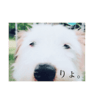 癒しの犬。（個別スタンプ：3）