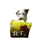 癒しの犬。（個別スタンプ：5）