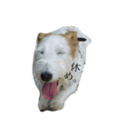 癒しの犬。（個別スタンプ：6）