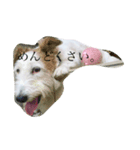 癒しの犬。（個別スタンプ：7）