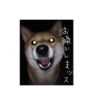 black SUMAKO（個別スタンプ：4）