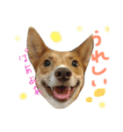 犬と猫 ほんわか日常スタンプ（個別スタンプ：1）