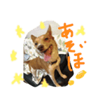 犬と猫 ほんわか日常スタンプ（個別スタンプ：2）