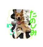 犬と猫 ほんわか日常スタンプ（個別スタンプ：3）