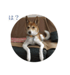 犬と猫 ほんわか日常スタンプ（個別スタンプ：5）