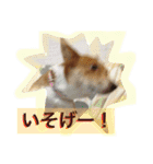 犬と猫 ほんわか日常スタンプ（個別スタンプ：6）