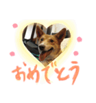 犬と猫 ほんわか日常スタンプ（個別スタンプ：8）