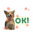 犬と猫 ほんわか日常スタンプ（個別スタンプ：10）
