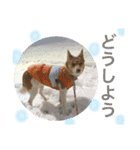 犬と猫 ほんわか日常スタンプ（個別スタンプ：11）