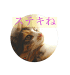 犬と猫 ほんわか日常スタンプ（個別スタンプ：13）