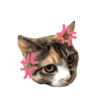 犬と猫 ほんわか日常スタンプ（個別スタンプ：14）