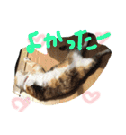犬と猫 ほんわか日常スタンプ（個別スタンプ：15）
