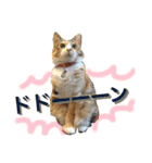 犬と猫 ほんわか日常スタンプ（個別スタンプ：16）