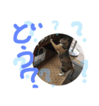犬と猫 ほんわか日常スタンプ（個別スタンプ：17）