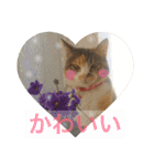 犬と猫 ほんわか日常スタンプ（個別スタンプ：19）