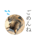 犬と猫 ほんわか日常スタンプ（個別スタンプ：20）