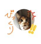 犬と猫 ほんわか日常スタンプ（個別スタンプ：21）