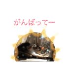 犬と猫 ほんわか日常スタンプ（個別スタンプ：22）