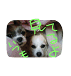 iwamoto's family to you（個別スタンプ：3）