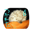 iwamoto's family to you（個別スタンプ：13）
