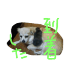 iwamoto's family to you（個別スタンプ：21）