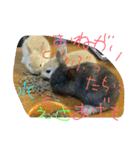iwamoto's family to you（個別スタンプ：23）