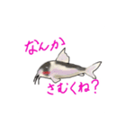 淡水魚だよ！コリドラスちゃん（個別スタンプ：1）