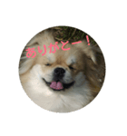 わんこ日和(杏李編)（個別スタンプ：3）