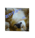 わんこ日和(杏李編)（個別スタンプ：4）
