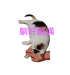 ボーリング猫の憂鬱（個別スタンプ：3）
