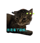 ボーリング猫の憂鬱（個別スタンプ：4）