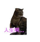 ボーリング猫の憂鬱（個別スタンプ：5）