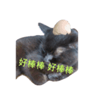 ボーリング猫の憂鬱（個別スタンプ：6）