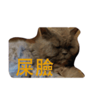 ボーリング猫の憂鬱（個別スタンプ：8）
