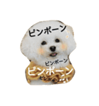 キュートなトイプードルたち（個別スタンプ：1）