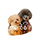 キュートなトイプードルたち（個別スタンプ：3）