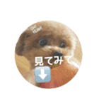 キュートなトイプードルたち（個別スタンプ：5）