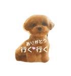 キュートなトイプードルたち（個別スタンプ：6）