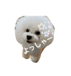 キュートなトイプードルたち（個別スタンプ：7）