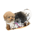 キュートなトイプードルたち（個別スタンプ：12）