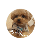 キュートなトイプードルたち（個別スタンプ：14）