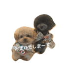 キュートなトイプードルたち（個別スタンプ：15）
